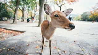 Vahşi hayvanlar artık şehirli! Bu değişim tehlikeli mi?