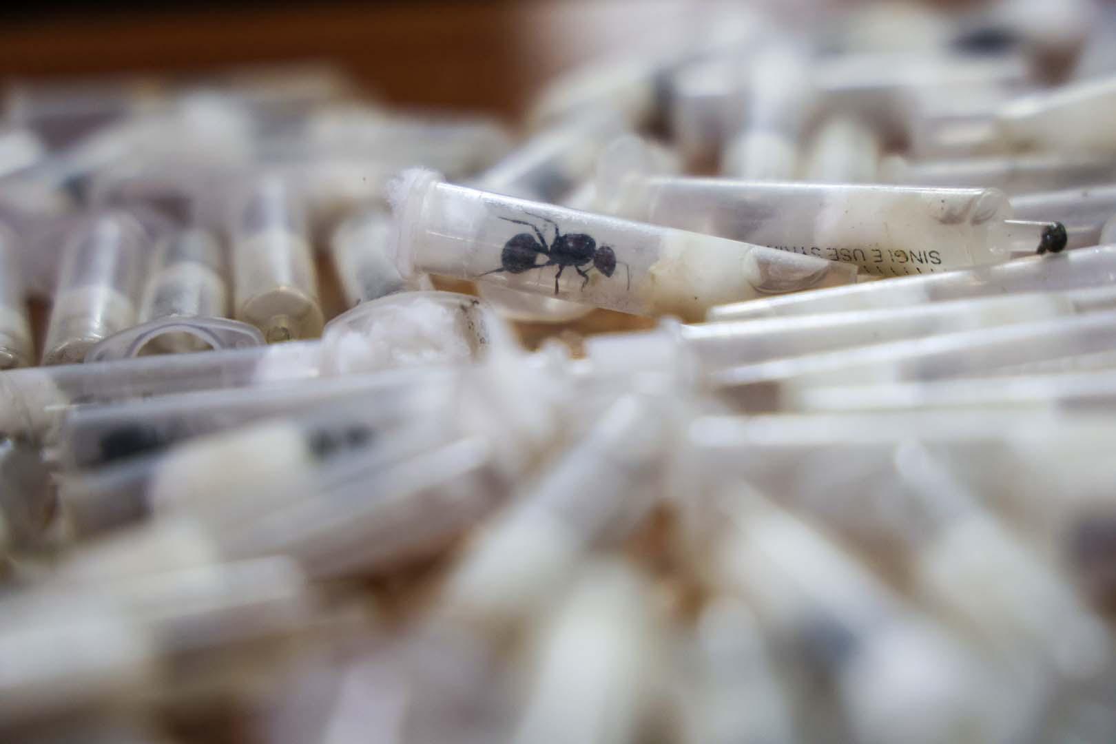 2200 karıncayı Kenya'dan kaçırmaya çalışan Çinli bir adam tutuklandı