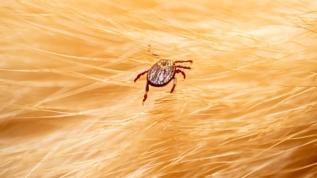 Kene ısırığında herkesin yaptığı hata! Sonuçları ağır olabilir