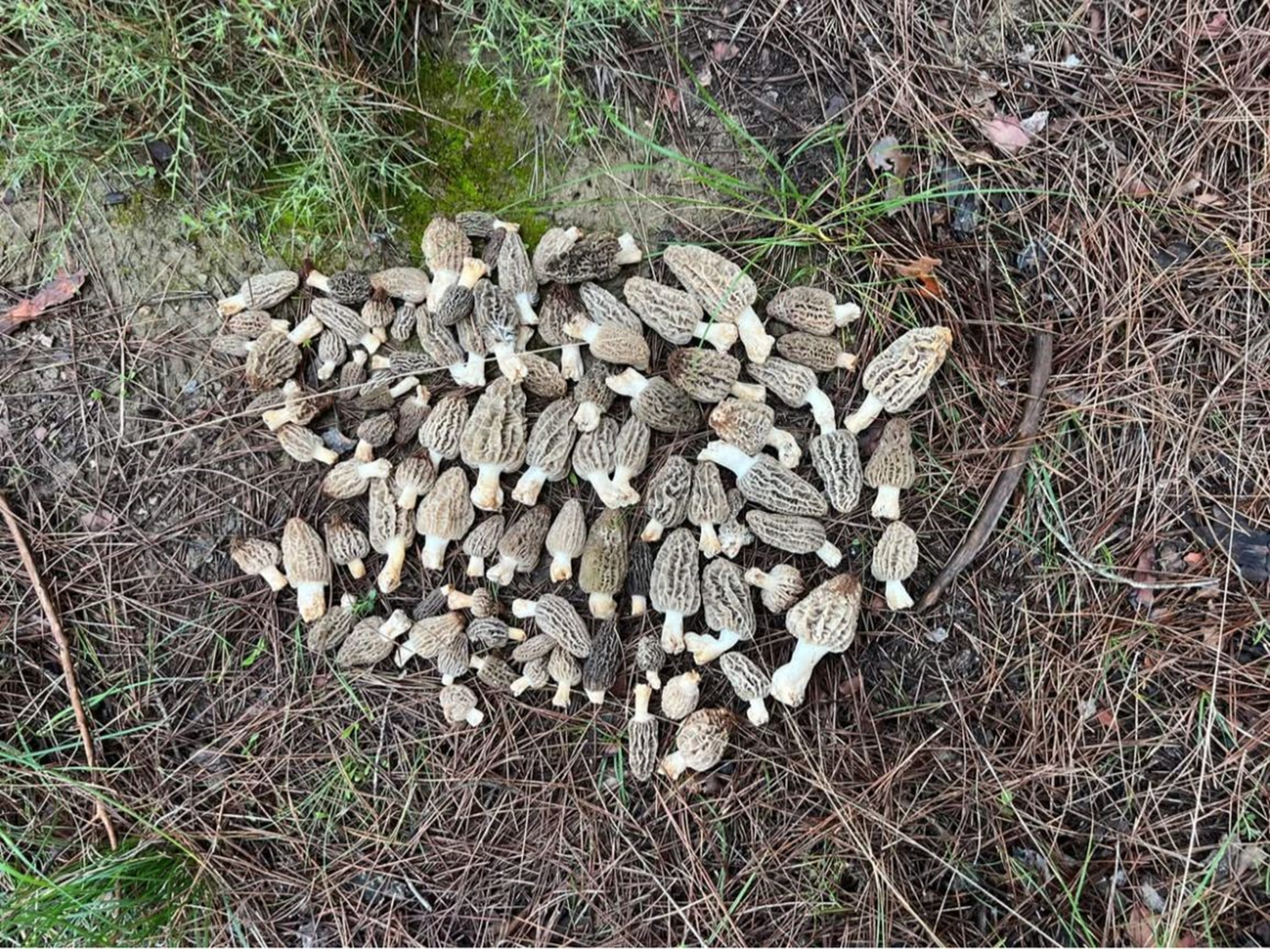 Kilosu bin 500 TL! Kuzu göbeği mantarı bölge halkına gelir kapısı oldu