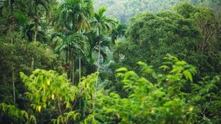 Tropikal ormanlar için kritik uyarı! Yenilenme süreci sandığınızdan uzun