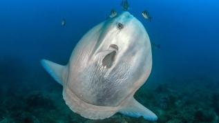 Venedik'te bir tonluk luna balığı şoku! Bot trafiğini felç etti