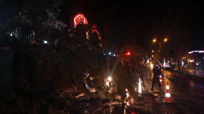 Osmaniye'de fırtına etkili oldu, devrilen ağaçlar yolları kapattı