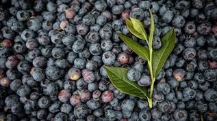 Yaban mersininin öne çıkan faydaları 