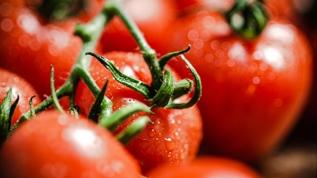 Oda sıcaklığı mı buzdolabı mı? Domates için doğru yöntem hangisi?