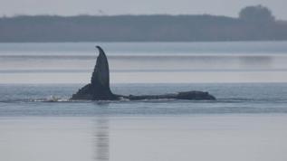 13,5 metrelik kambur balina Timmy ikinci kez karaya oturdu