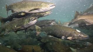 İsveç Vättern Gölü'nde kokain kirliliği somonların davranışını değiştiriyor