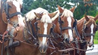 Neden beygir gücü ile hesaplıyoruz? Otomotiv dünyasını nasıl değiştirdi?