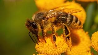 Arılar görev paylaşımı yapıyor mu? Deney sonuçları yeni tartışma başlattı