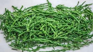 Doğal tıbbın müshili! Bağırsakları boşaltan ot, mide dostu