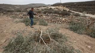 İsrailliler Batı Şeria'da yaklaşık 400 zeytin ağacını kesti