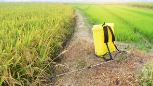 Bilim insanları uyardı! Yabani ot ilacı kanserle bağlantılı olabilir mi?