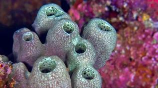 Çinli bilim insanları deniz süngeriyle yaşlanma belirtilerini tersine çevirdi