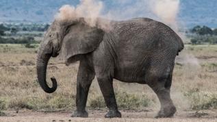Milyoner Ernie Dosio Afrika'da fil saldırısında yaşamını yitirdi