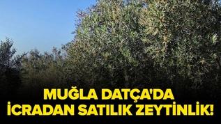 Muğla Datça'da icradan satılık zeytinlik!