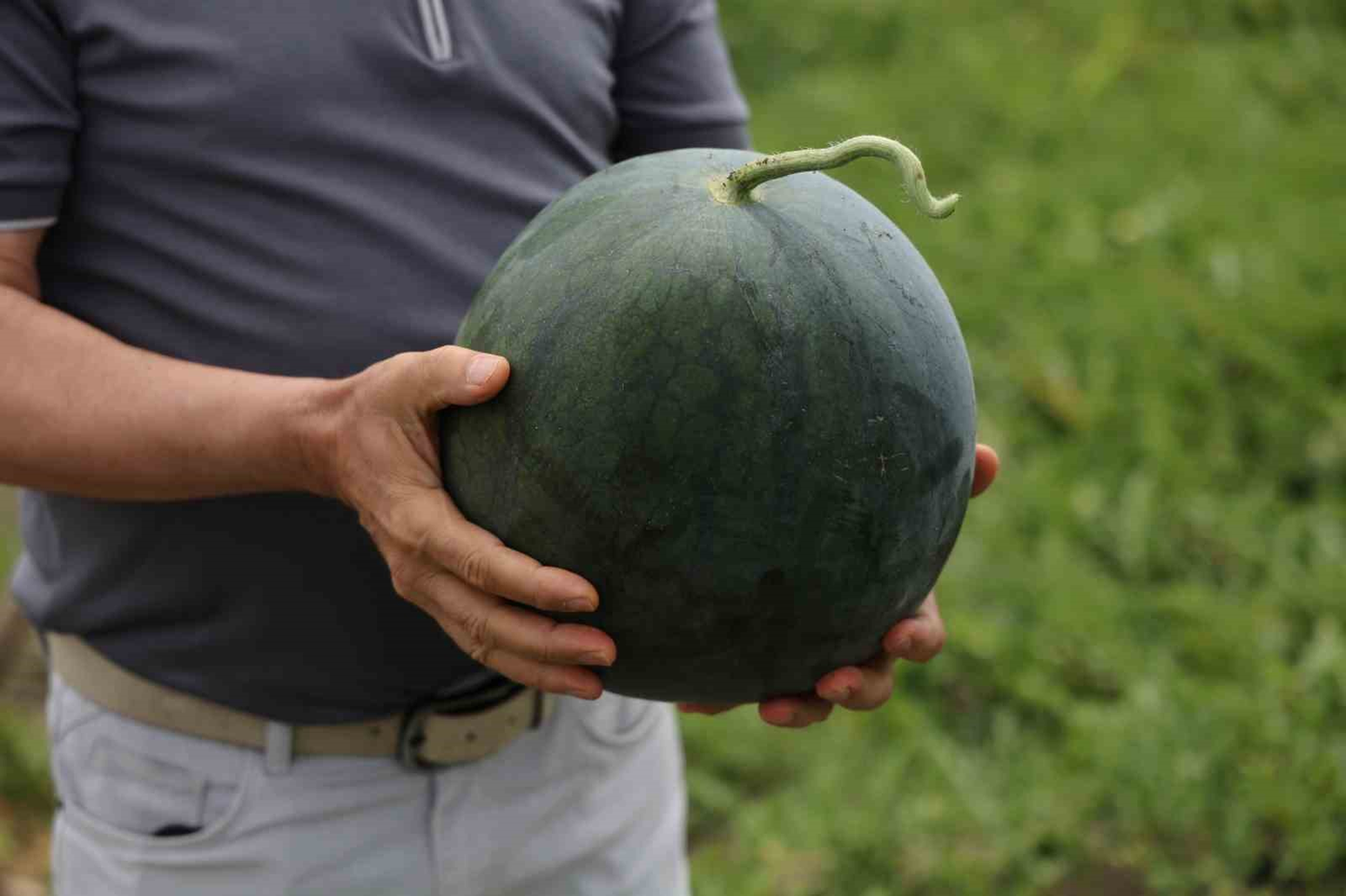 Bu karpuzu görenler hayrete düşüyor: Kabuğu yeşil, içi sarı