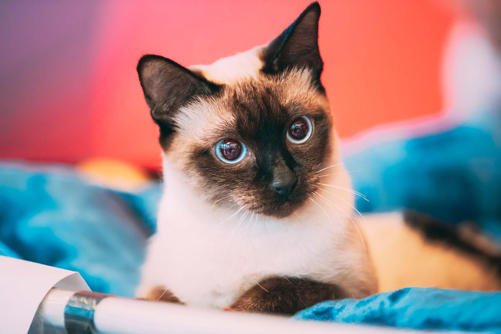 Hangi kedi ırkları daha az tüy döküyor?