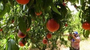 Nektarin'in faydaları nelerdir? Sağlık için kritik uyarı
