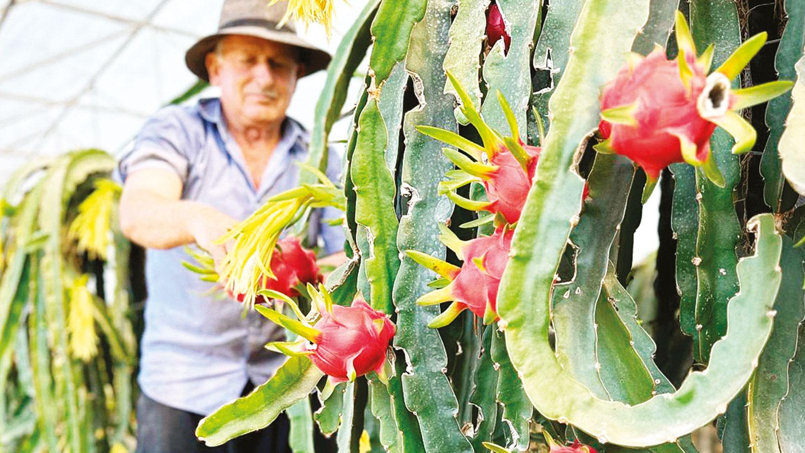 Tropikal meyvelerin çekim merkezi Alanya