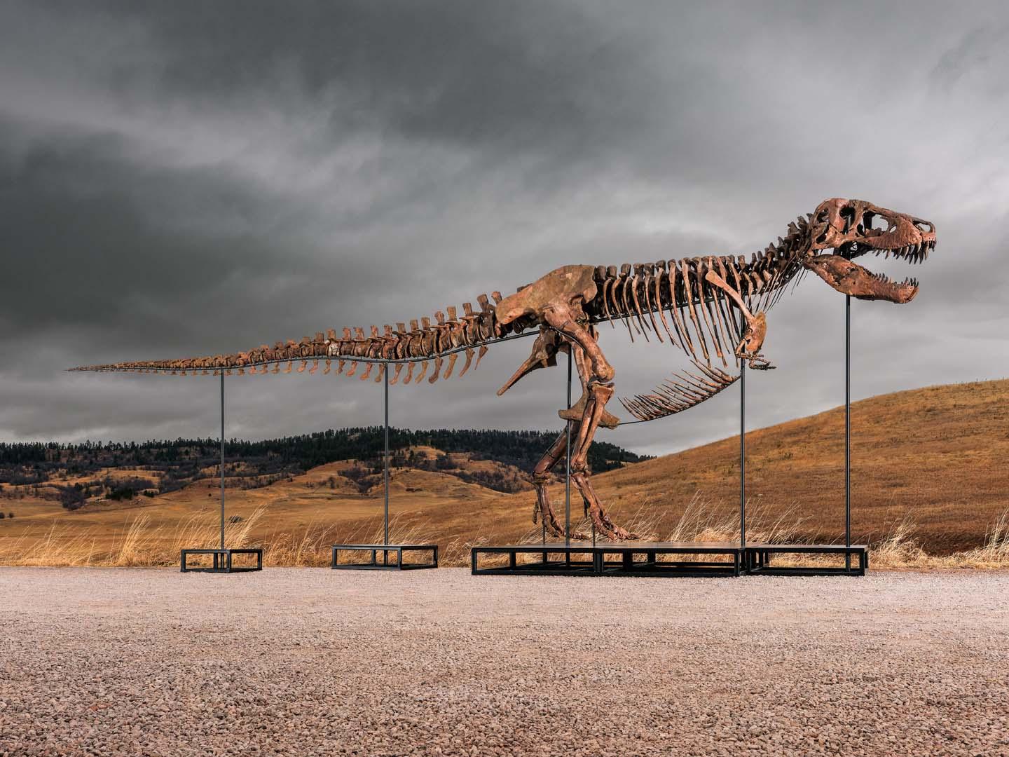Güney Dakota'da bulunan T. rex iskeleti, 50 milyon doları aşan rekor fiyatla satıldı