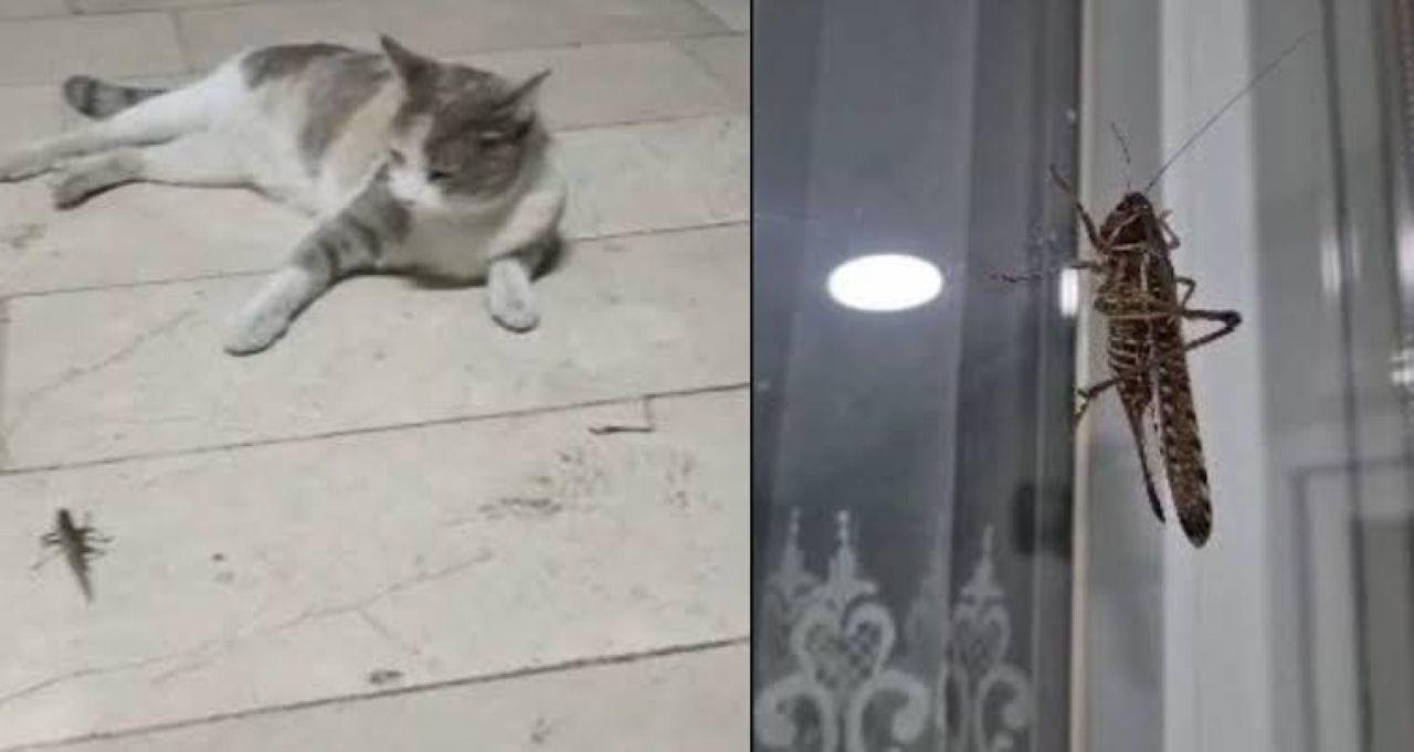 İstanbul'daki çekirgeler ne anlama geliyor?Çekirge ısırır mı, evlere neden giriyor?
