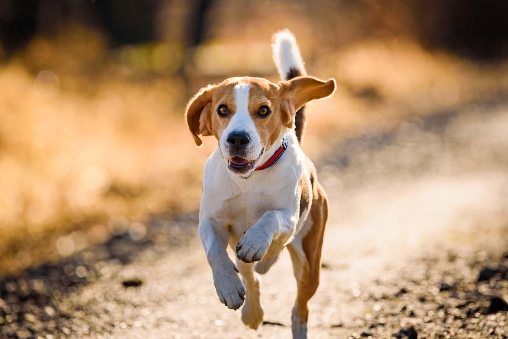 Köpeklerin burnunu çalıştıran aktiviteler neden bu kadar önemli?