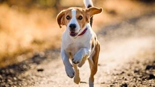 Köpeklerin burnunu çalıştıran aktiviteler neden bu kadar önemli?