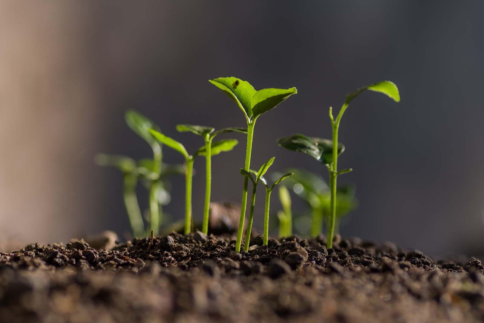 Yüzyıllık bitki büyüme teorisi yeni araştırmayla sarsıldı