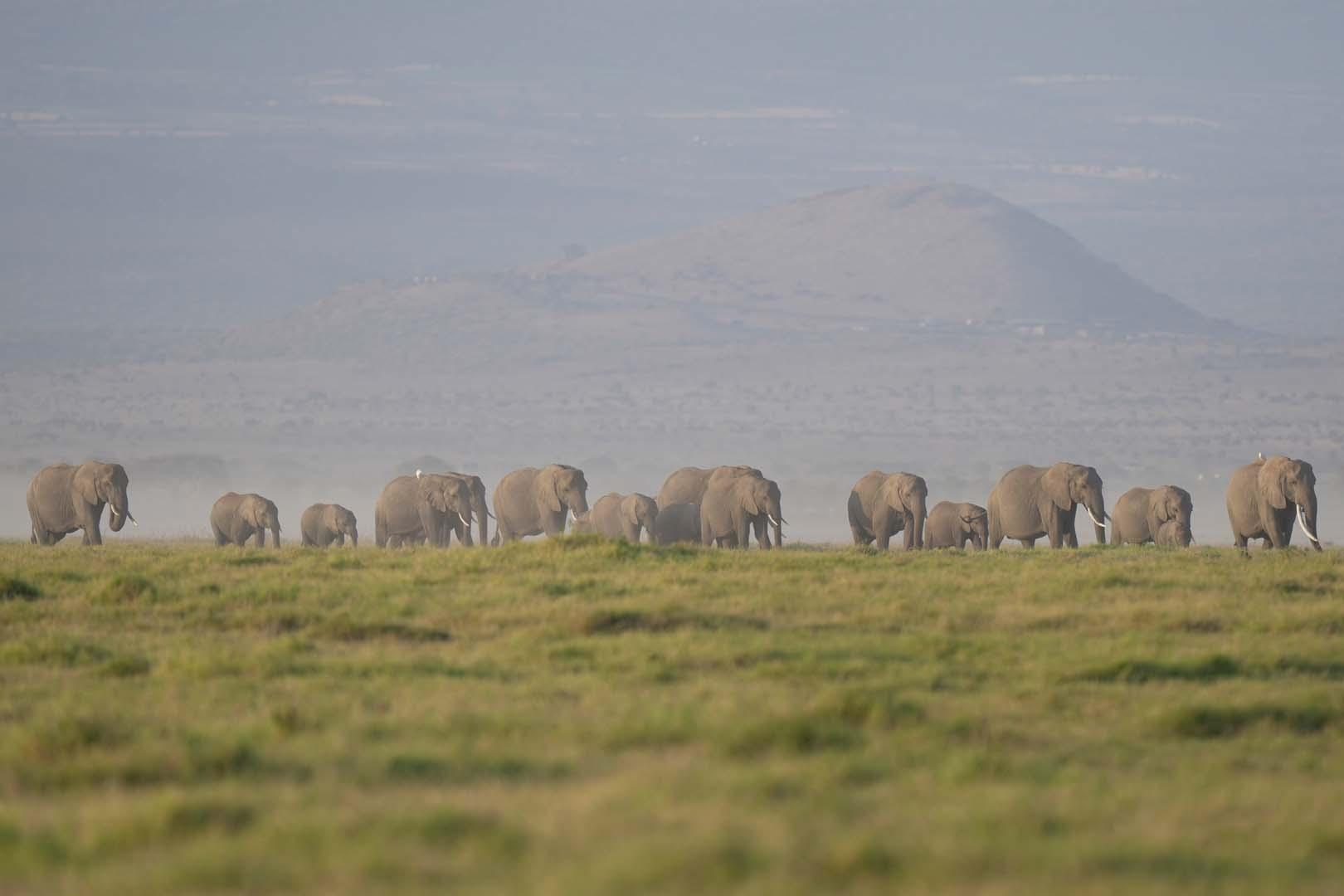 Kenya'da Amboseli Ulusal Parkı'nda 14 filin gizemli ölümü endişe yarattı