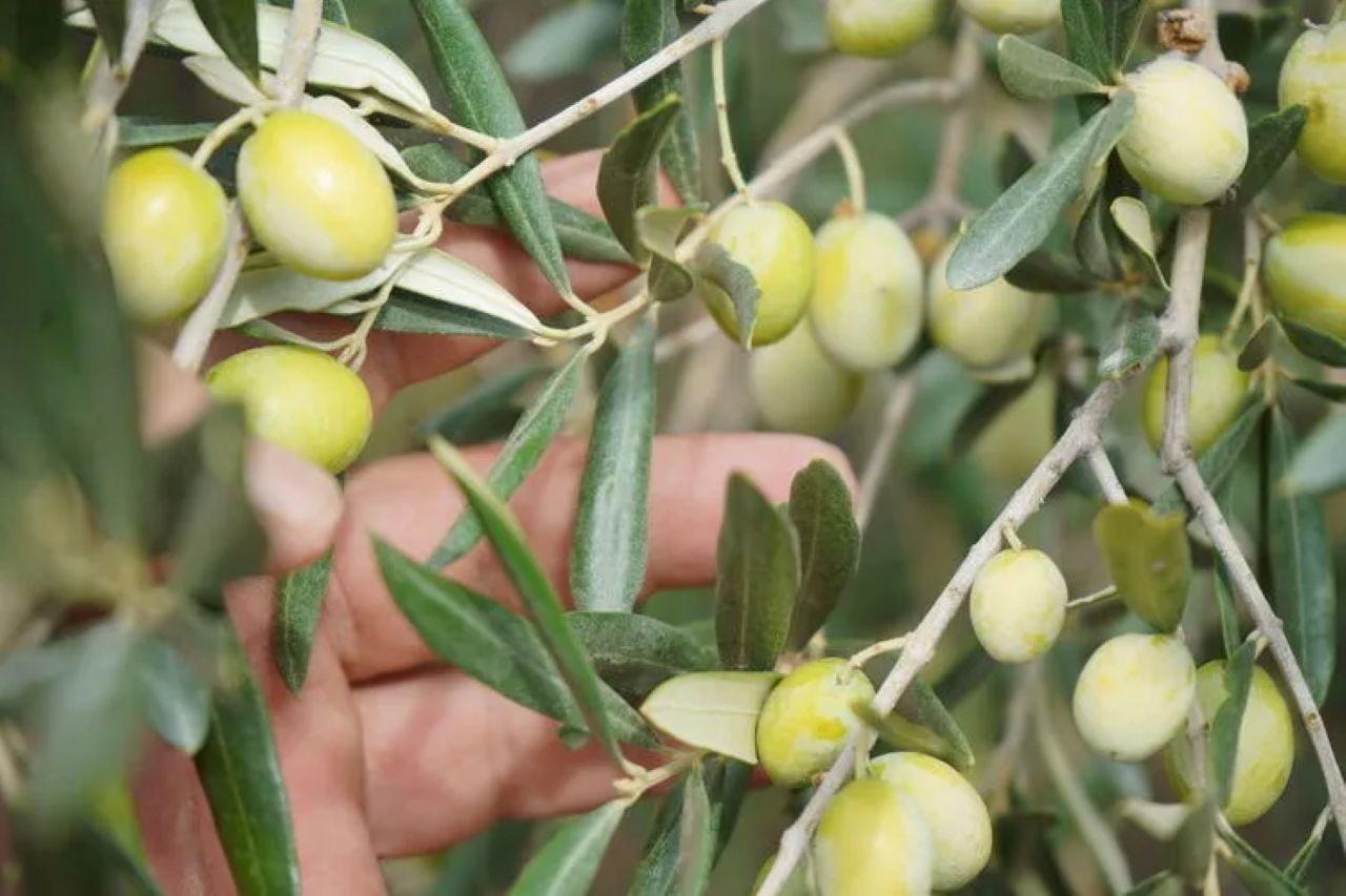Zeytin meyve midir sebze mi? Kafa karıştıran sorunun yanıtı...