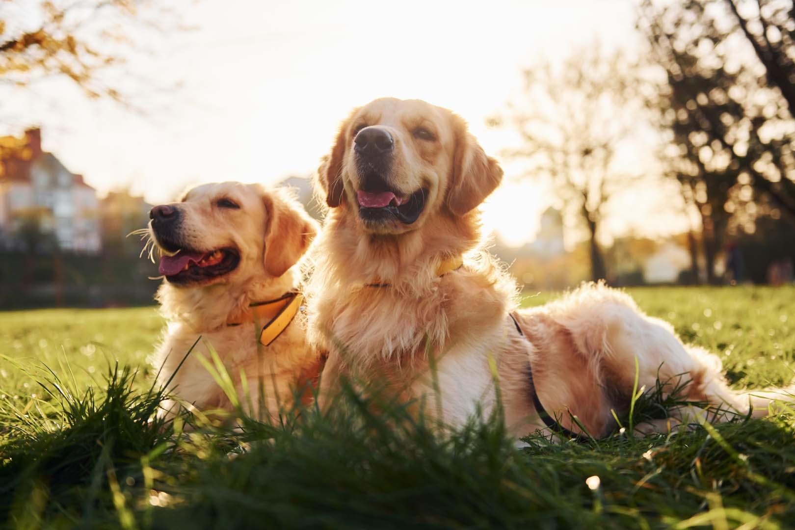 Köpekler kelime dağarcığıyla şaşırtıyor! 89 kelimeyi tanıyabiliyorlar