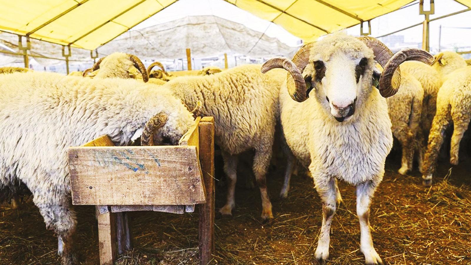 Komşuda yeni ''koyun-keçi çiçeği'' vakası