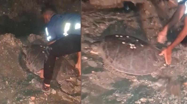 Yolunu şaşıran caretta caretta denize böyle kavuştu: Takdir toplayan o anlar kamerada!
