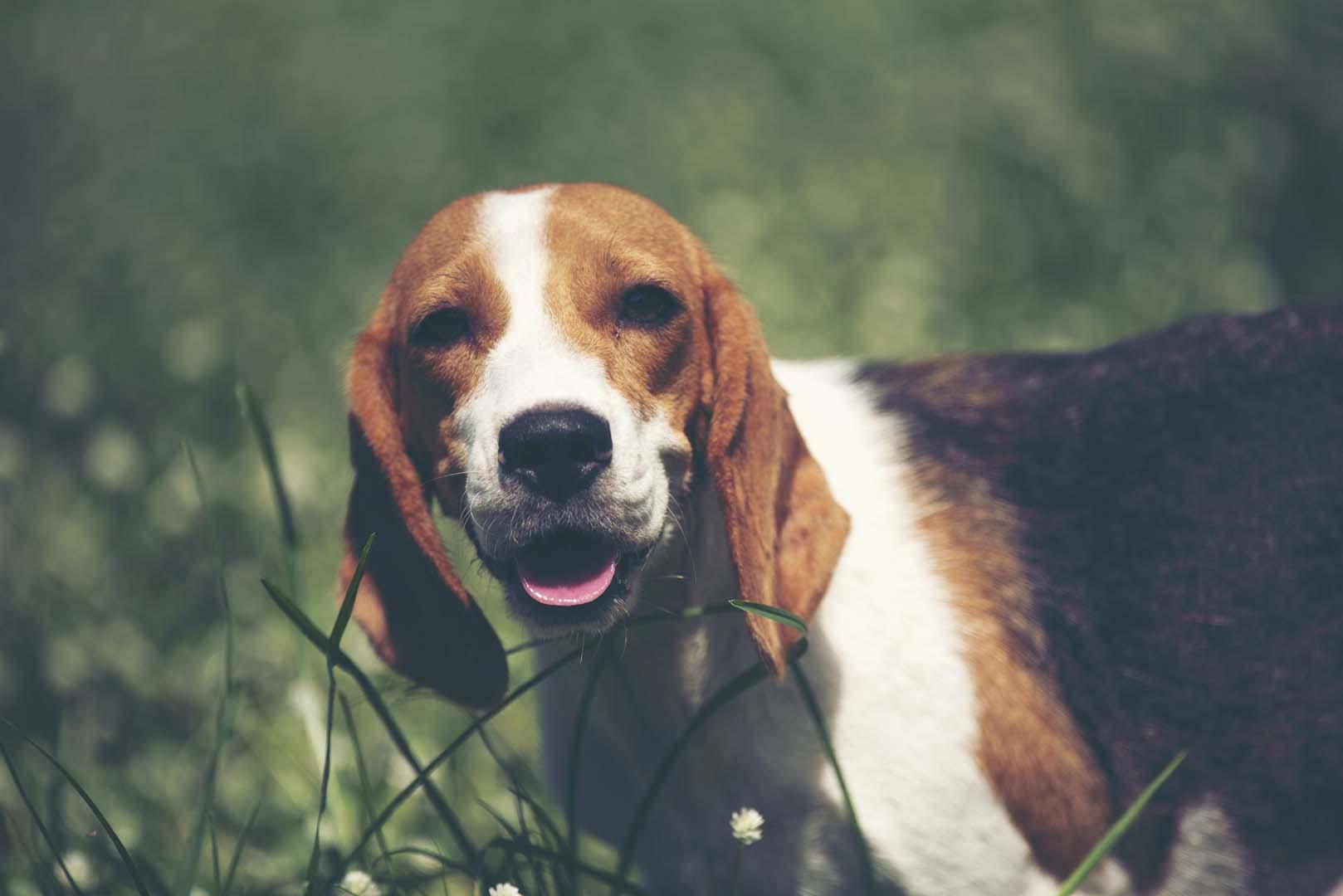 Köpekler Parkinson'u kokusundan algılıyor! Erken tanıda dev adım
