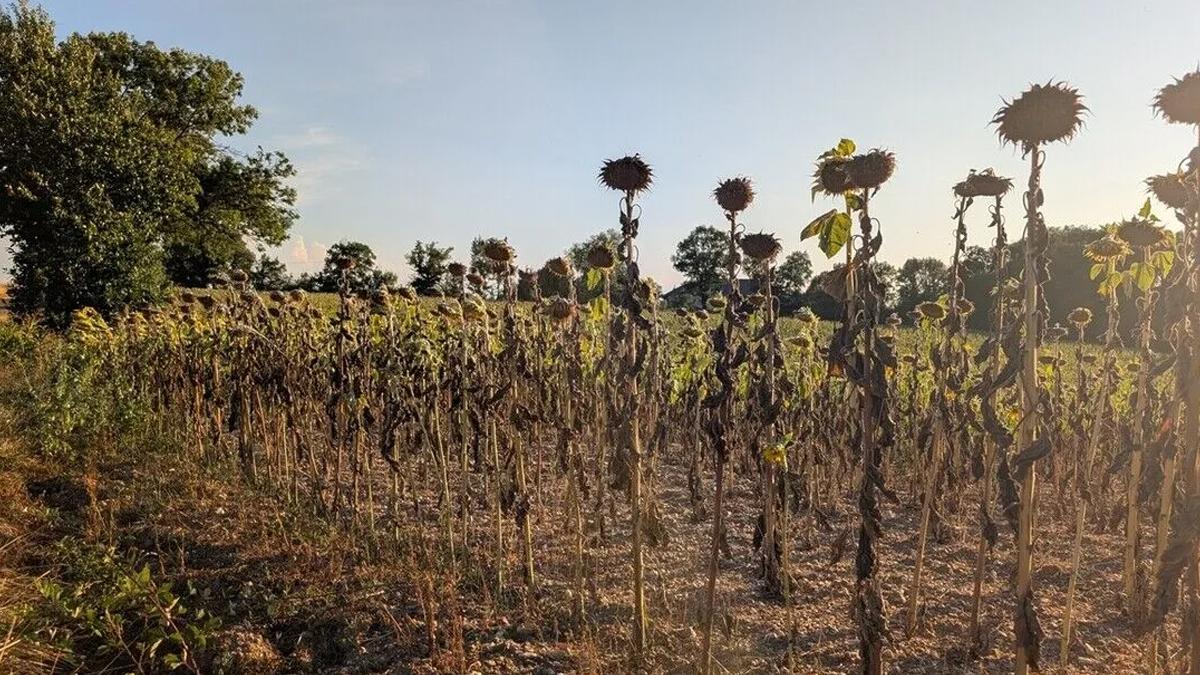 Fransa'nın neredeyse tamamı kuraklıkla karşı karşıya kaldı
