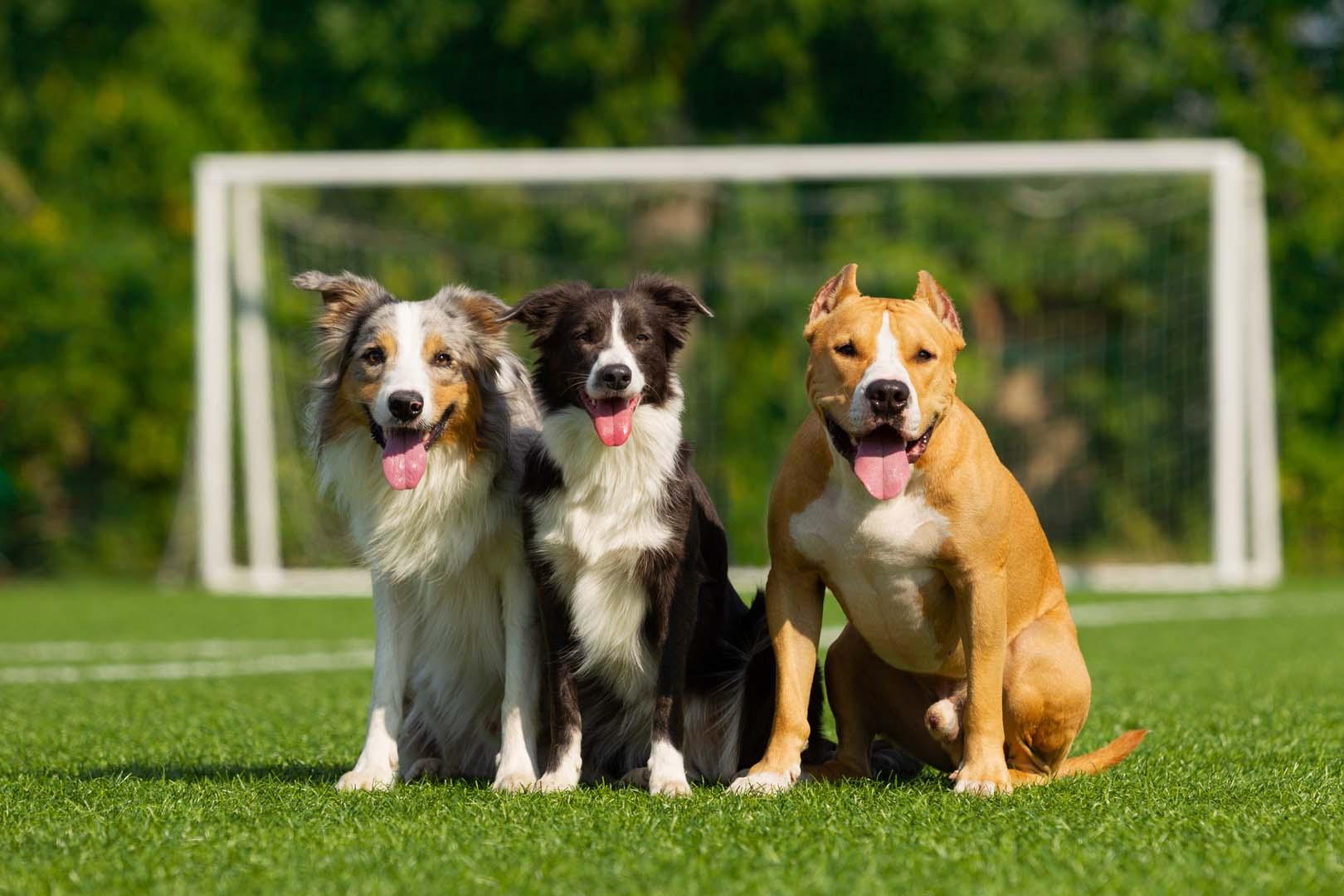 Köpekler gülümseyen insanları görünce ne hissediyor?