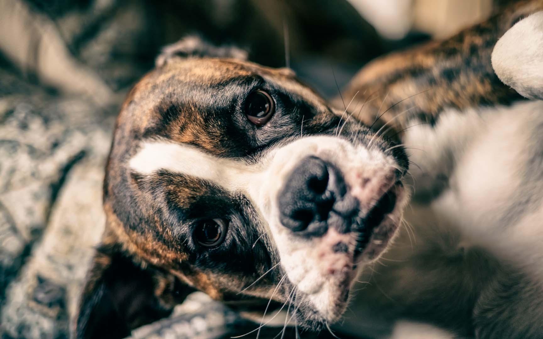 Köpeklerin insan yüzlerini ayırt etme yeteneği beyin taramalarında ortaya çıktı