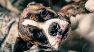 Köpeklerin insan yüzlerini ayırt etme yeteneği beyin taramalarında ortaya çıktı
