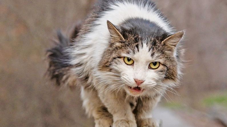 Kedi tırmaladı, çocuk kuduz oldu
