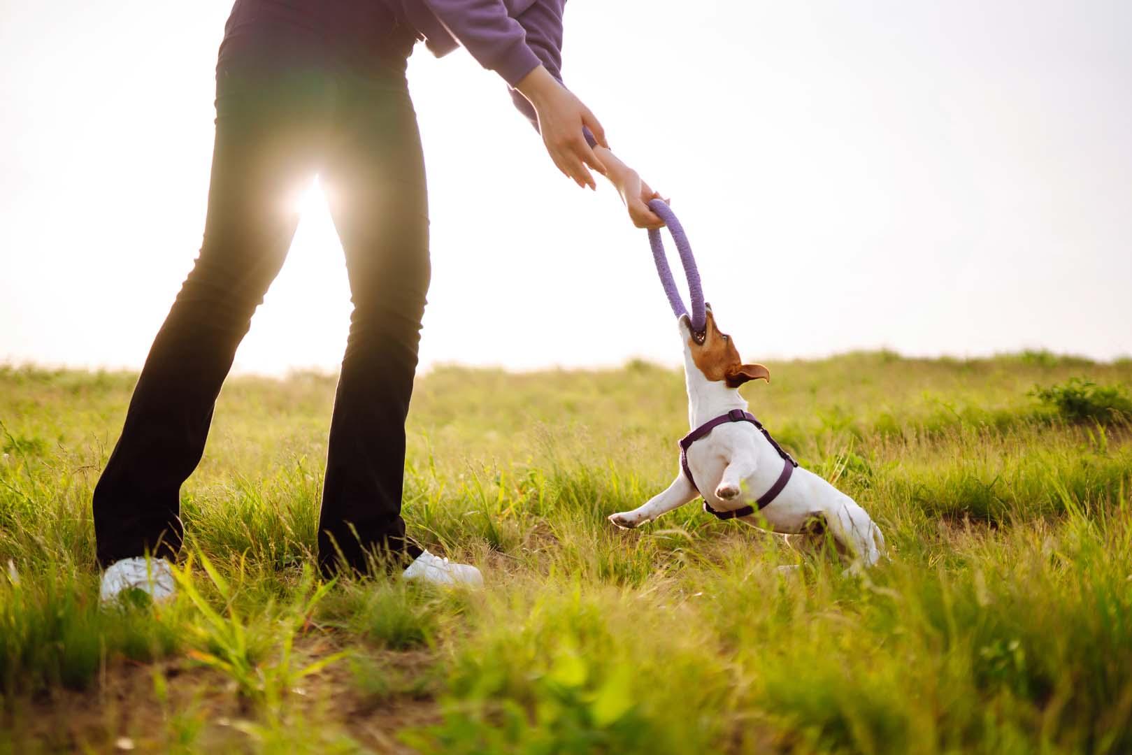 Küçük köpekleri eğitirken bu hataları yapmayın! Uzman tek tek açıkladı