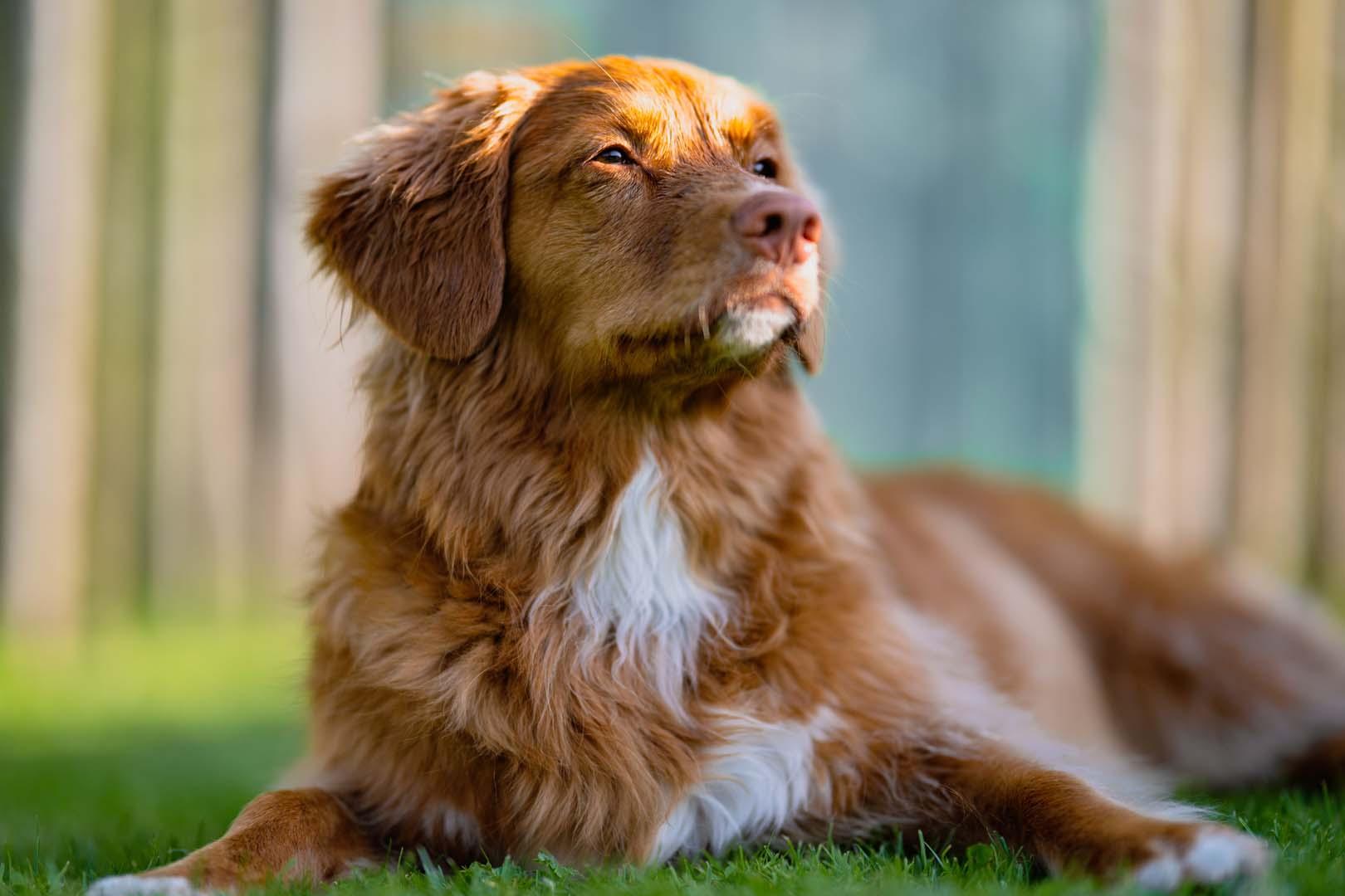 Ergenlerin köpekleriyle ilişkisi sandığımızdan daha karmaşık! Her bağ aynı sonucu vermiyor