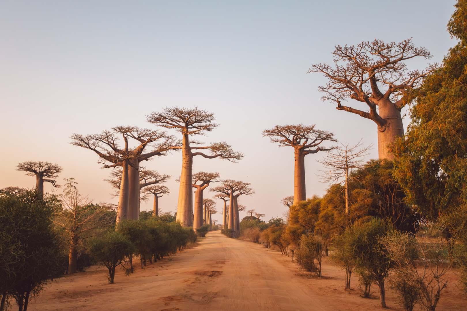 Madagaskar baobabında 100 yıl sonra tür statüsü geri döndü