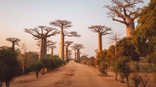 Madagaskar baobabında 100 yıl sonra tür statüsü geri döndü