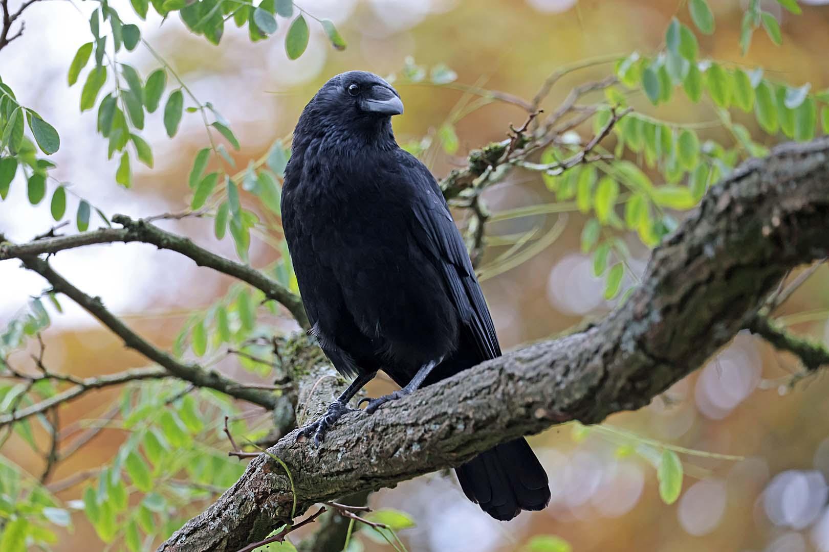 Kargaların sosyal hafızası ortaya çıktı! Tehlikeli insanlara karşı birbirlerini uyarıyorlar