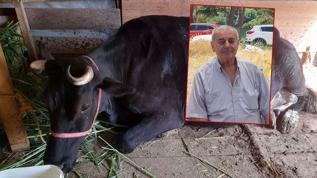 Amcasını öldürmüştü! Ayva dalı cinayetinde şaşırtan gelişme: Kurşun ineğin memesinde çıktı