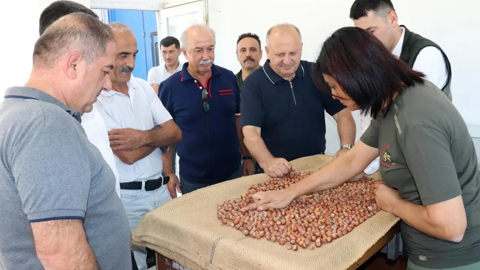 Karadeniz'de fındıkçının beklediği gün! TMO, Ordu ve Giresun'da alımlara başladı