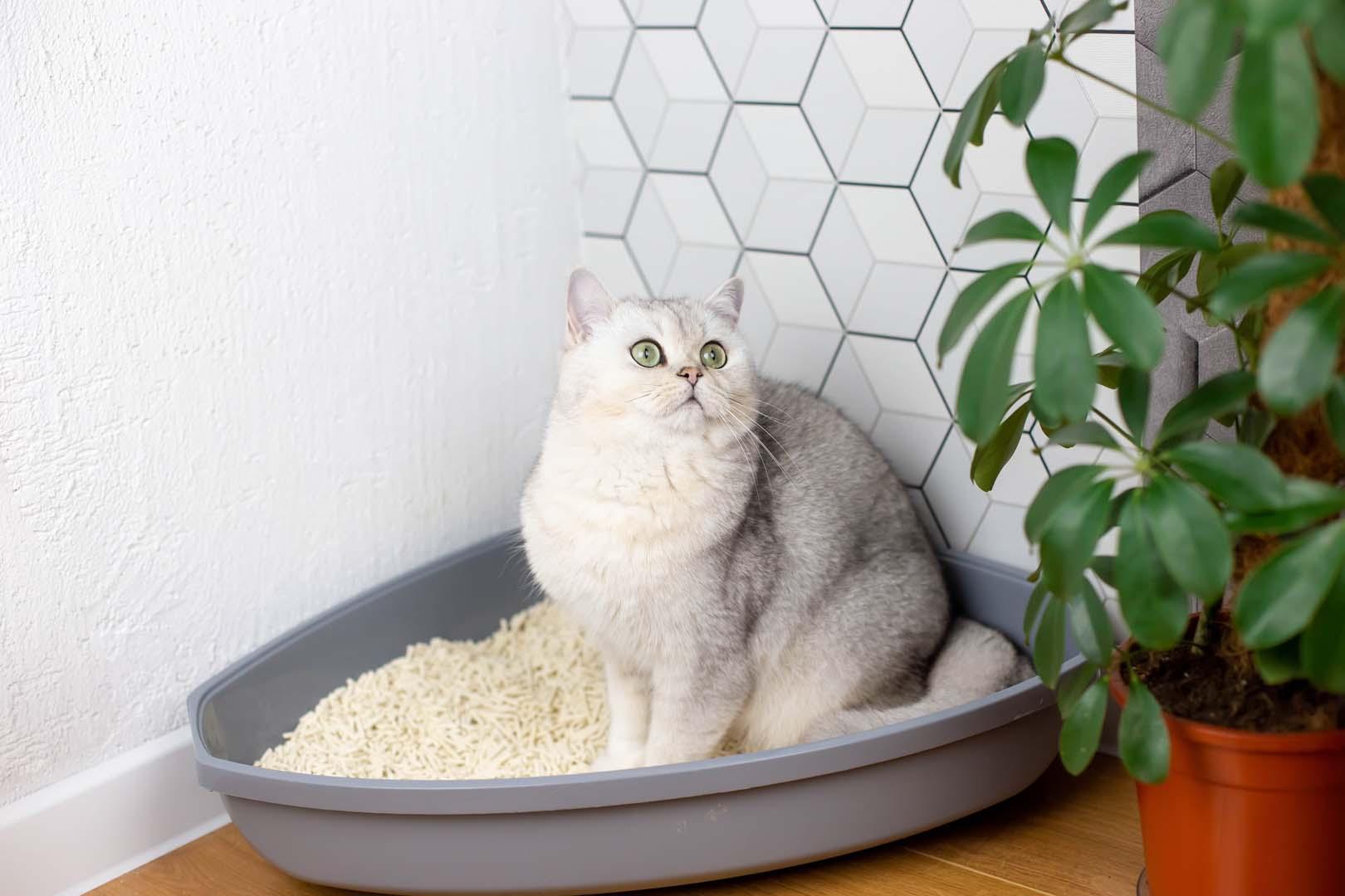 Kedi kumunun şaşırtan kullanım alanları!