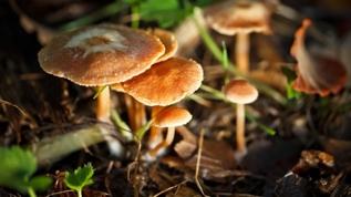 Mantarların gerçek yaşı neden hesaplanamıyor? Cevap yer altındaki ağlarda gizliar ağları binlerce yıl hayatta kalabiliyor