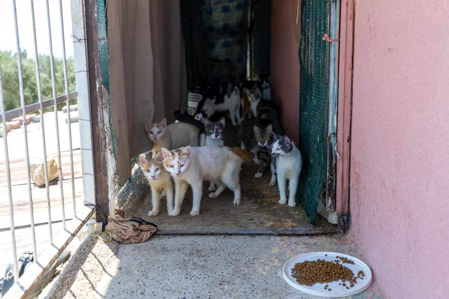 Kötü kokunun sebebi çöp değil yaklaşık 100 kedi çıktı