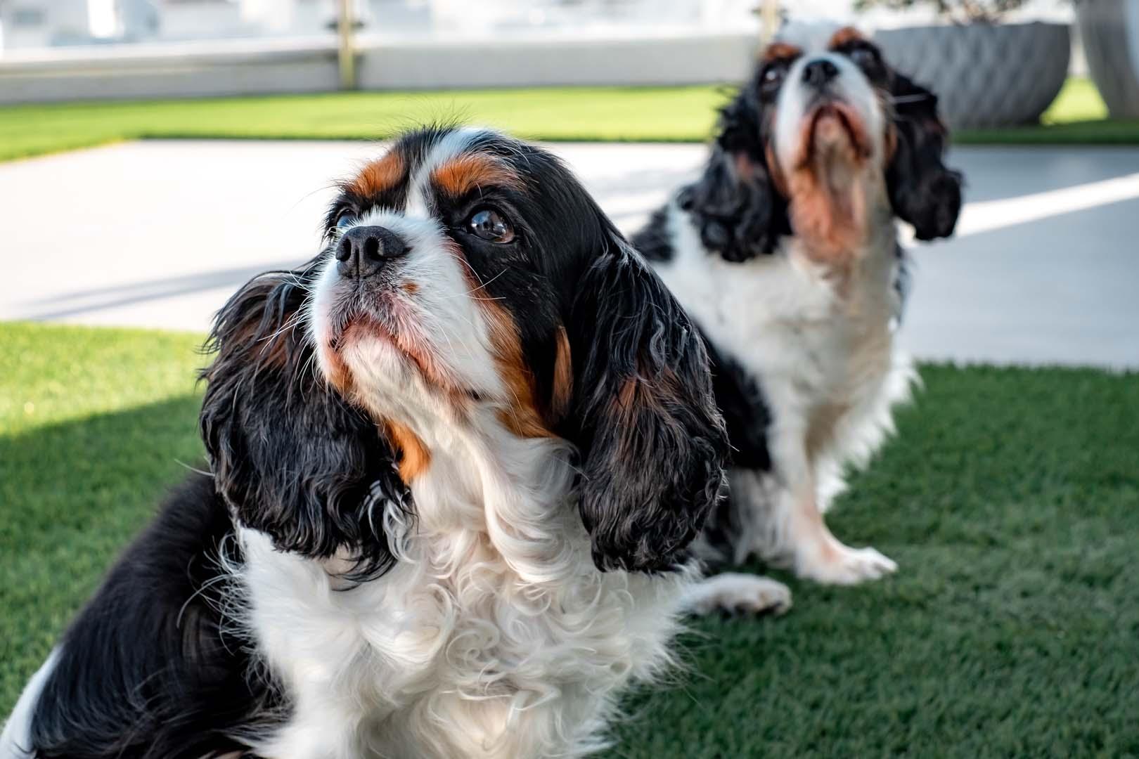 Köpekler tanıdık kelimeleri duyunca neden başlarını eğiyor?